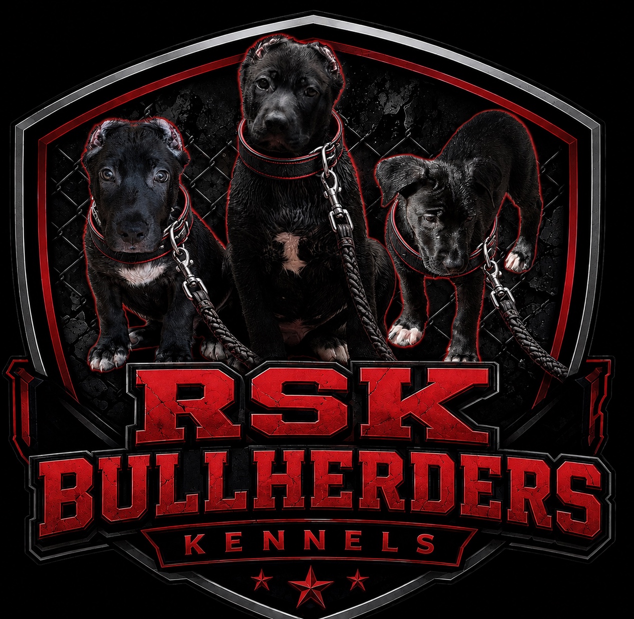 RSK Bullherders puppies